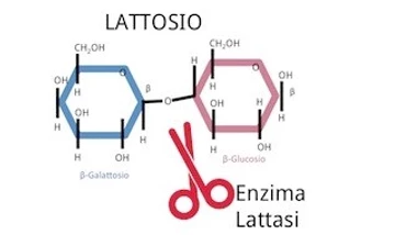 lattosio1