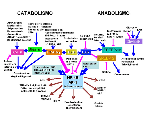 metabolismo2